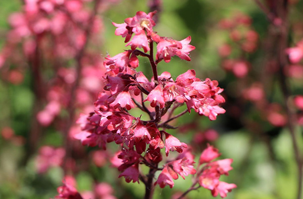 Heuchera ‘Paris’ – elegantná trvalka so striebristými listami a ružovými kvetmi
